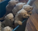 Small Photo #16 Poodle (Standard) Puppy For Sale in NASHVILLE, TN, USA