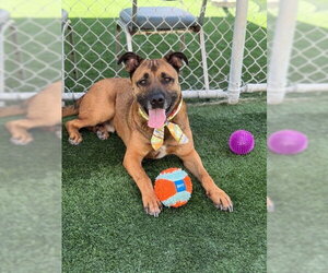Smokey - Foster or Adopt Me! - Male German Shepherd Dog-Unknown Mix Dog for Adoption - Photo #4