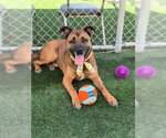 Small #3 German Shepherd Dog Mix