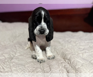 Basset Hound Puppy for Sale in FRESNO, California USA