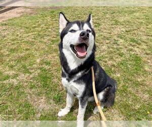 Siberian Husky Dogs for adoption in Orange, CA, USA