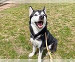 Small Siberian Husky
