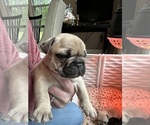 Small Photo #1 French Bulldog Puppy For Sale in PETERSBURG, VA, USA