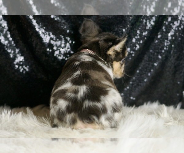 Medium Photo #107 French Bulldog Puppy For Sale in WARSAW, IN, USA