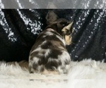 Small Photo #107 French Bulldog Puppy For Sale in WARSAW, IN, USA