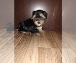 Puppy Chris Yorkshire Terrier
