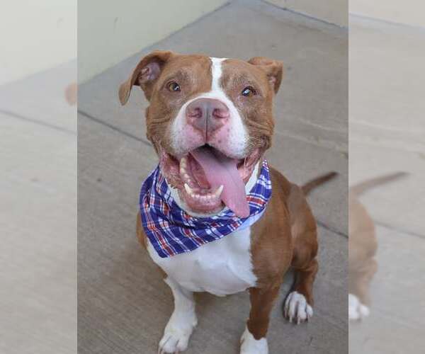 Medium Photo #1 American Pit Bull Terrier-Unknown Mix Puppy For Sale in McKinney, TX, USA