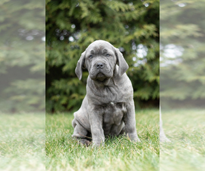 Cane Corso Puppy for sale in MENTONE, IN, USA