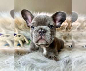 French Bulldog Puppy for sale in OJAI, CA, USA