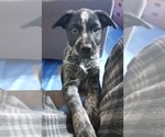 Small Photo #14 Australian Cattle Dog Puppy For Sale in SYLMAR, CA, USA