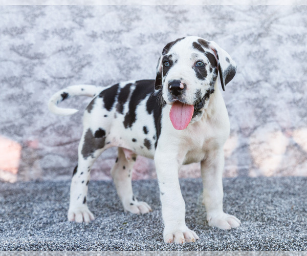 Medium Photo #70 Great Dane Puppy For Sale in WAKARUSA, IN, USA