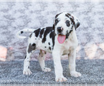 Small #1 Great Dane