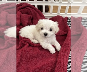 Maltese Puppy for sale in HARVEST, AL, USA