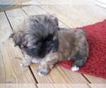 Puppy Puppy 2 Shih Tzu