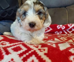 Bernedoodle (Miniature) Puppy for sale in LEETONIA, OH, USA