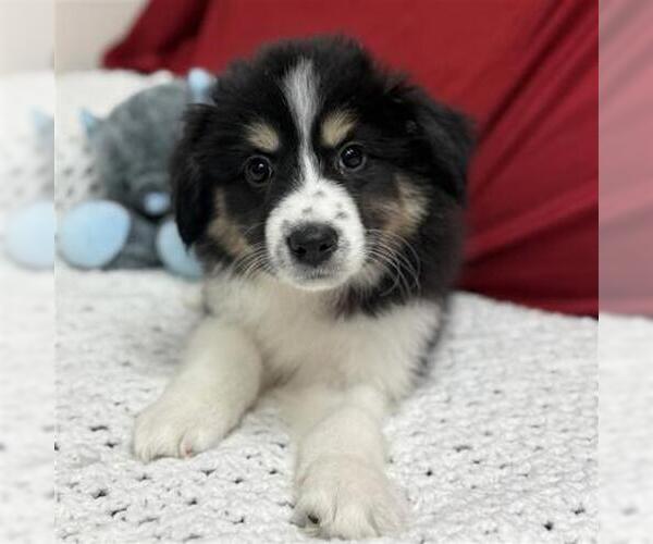 Medium Photo #2 Great Pyrenees Puppy For Sale in Spring, TX, USA