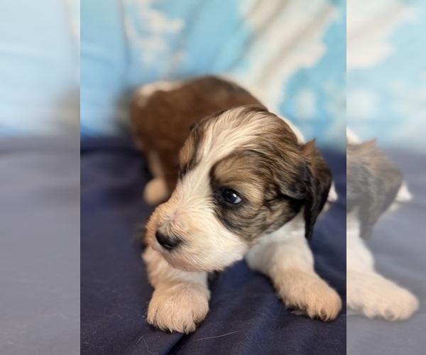 Medium Photo #5 Bernedoodle (Miniature) Puppy For Sale in LONGMONT, CO, USA