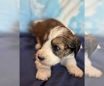 Copper - Male Bernedoodle (Miniature) Puppy for Sale - Photo #5
