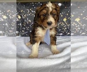 Bernedoodle (Miniature) Puppy for Sale in LANCASTER, Pennsylvania USA