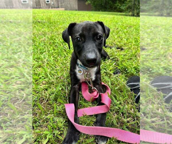 Medium Photo #3 Mutt Puppy For Sale in Candler, NC, USA