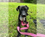 Small #2 Mutt