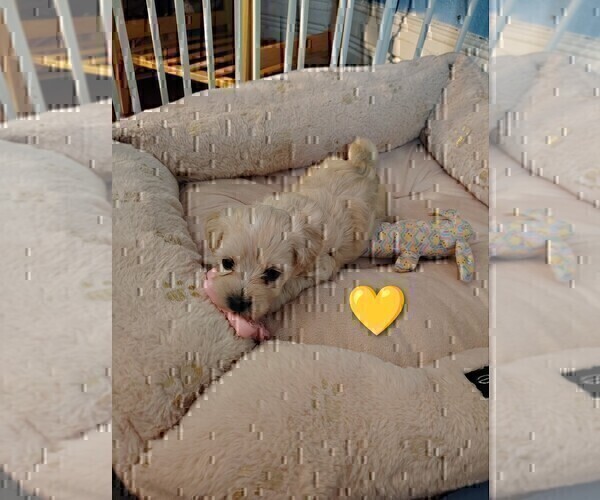 Medium Photo #9 Maltipoo (Miniature) Puppy For Sale in SAN ANTONIO, TX, USA