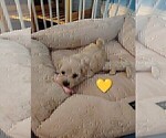 Small Photo #8 Maltipoo (Miniature) Puppy For Sale in SAN ANTONIO, TX, USA