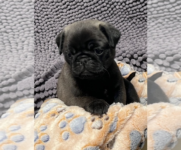Medium Photo #2 Pug Puppy For Sale in SPRING CITY, PA, USA