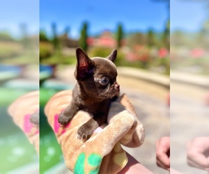 Chihuahua Puppy for Sale in SAN JOSE, California USA