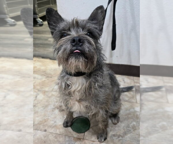 Medium Photo #1 Cairn Terrier-Unknown Mix Puppy For Sale in Lakewood, CO, USA