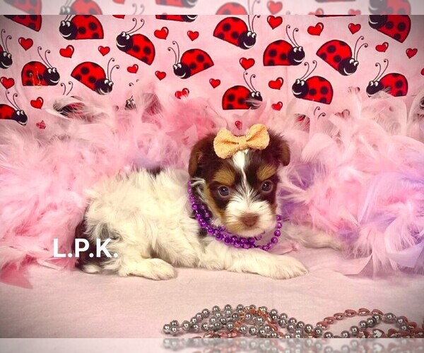 Medium Photo #1 Yorkshire Terrier Puppy For Sale in WINNSBORO, LA, USA