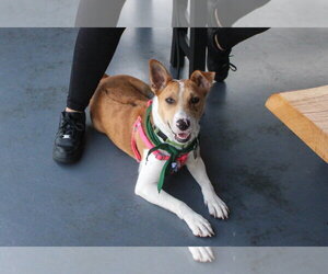 Jack Russell Terrier-Unknown Mix Dogs for adoption in Oakhurst, NJ, USA