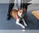 Small Jack Russell Terrier Mix