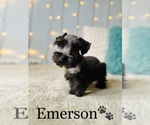 Small Photo #12 Schnauzer (Standard) Puppy For Sale in COOKEVILLE, TN, USA