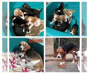 Beagle Puppy for sale in MARION CENTER, PA, USA