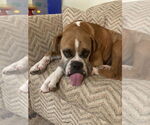 Small #5 Boxer