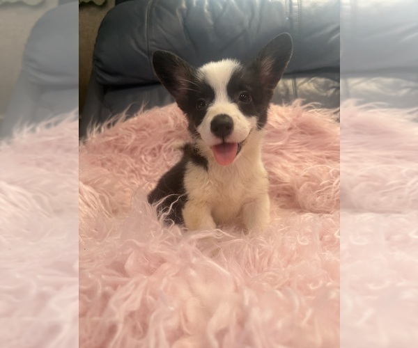 Medium Photo #3 Pembroke Welsh Corgi Puppy For Sale in SHERMAN, TX, USA
