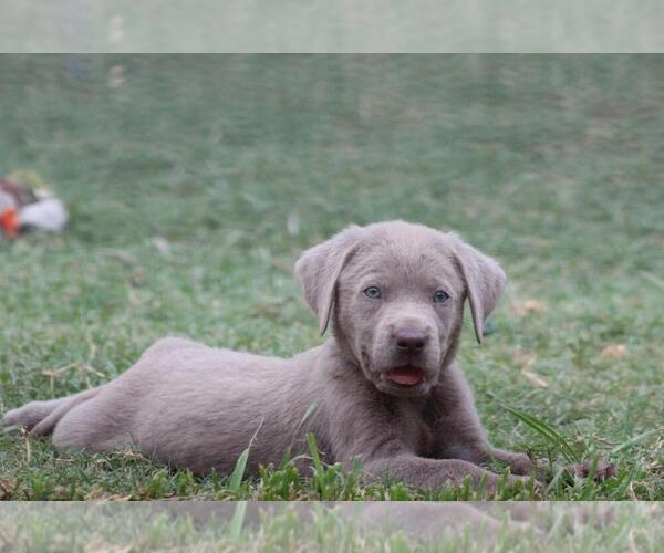 Medium Photo #2 Labrador Retriever Puppy For Sale in CONVERSE, TX, USA