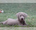 Small Photo #2 Labrador Retriever Puppy For Sale in CONVERSE, TX, USA