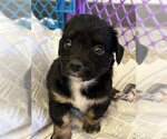 Small Cocker Spaniel Mix