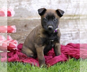 Belgian Malinois Puppy for sale in RONKS, PA, USA
