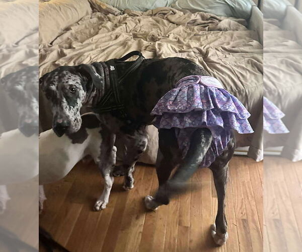 Medium Photo #7 Great Dane Puppy For Sale in Bullard, TX, USA