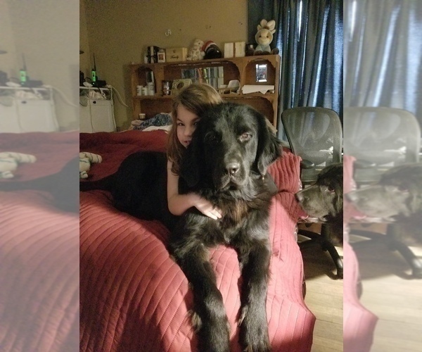 Medium Photo #1 Newfoundland Puppy For Sale in AURORA, IN, USA