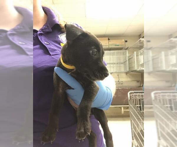 Medium Photo #1 Labrador Retriever Puppy For Sale in Conroe, TX, USA