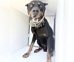 Small English Mastweiler