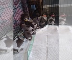 Small Photo #22 German Shorthaired Pointer Puppy For Sale in SAINT GEORGE, SC, USA