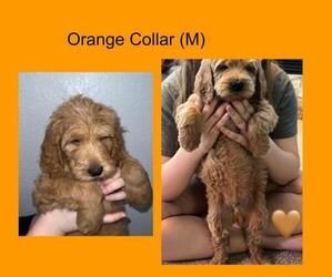 Goldendoodle Puppy for sale in NORTH LAS VEGAS, NV, USA