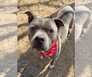 Mutt Dogs for adoption in Tulsa, OK, USA