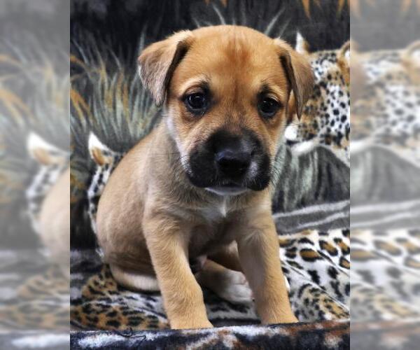 Medium Photo #1 Labrador Retriever-Unknown Mix Puppy For Sale in Thief River Falls, MN, USA