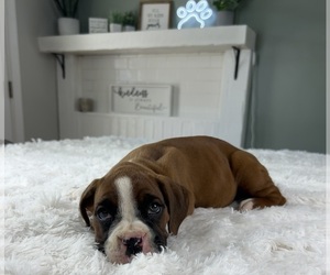 Boxer Puppy for sale in INDIANAPOLIS, IN, USA